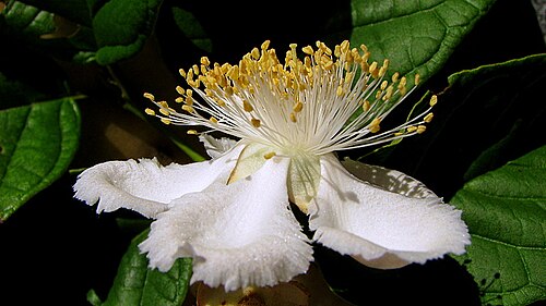 Campomanesia dichotoma: Campomanesia dichotoma (O. Berg) Mattos