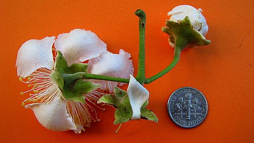 Campomanesia dichotoma: Campomanesia dichotoma (O. Berg) Mattos