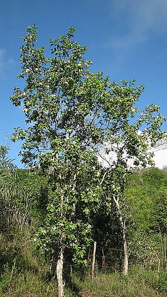 Campomanesia dichotoma: Campomanesia dichotoma (O. Berg) Mattos