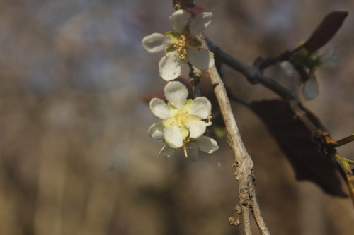 Campomanesia eugenioides (Campomanesia eugenioides)