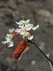 Campomanesia eugenioides (Campomanesia eugenioides)