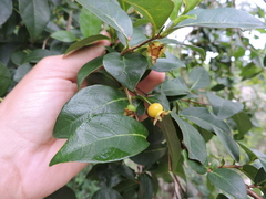 Campomanesia eugenioides (Campomanesia eugenioides)