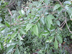 Campomanesia eugenioides (Campomanesia eugenioides)