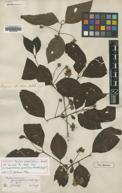 Campomanesia grandiflora: Psidium grandiflorum Aubl. (= Campomanesia grandiflora (Aubl.) Sagot ) - herbier collecté par Aublet en Guyane, conservé au British Museum BM000953691