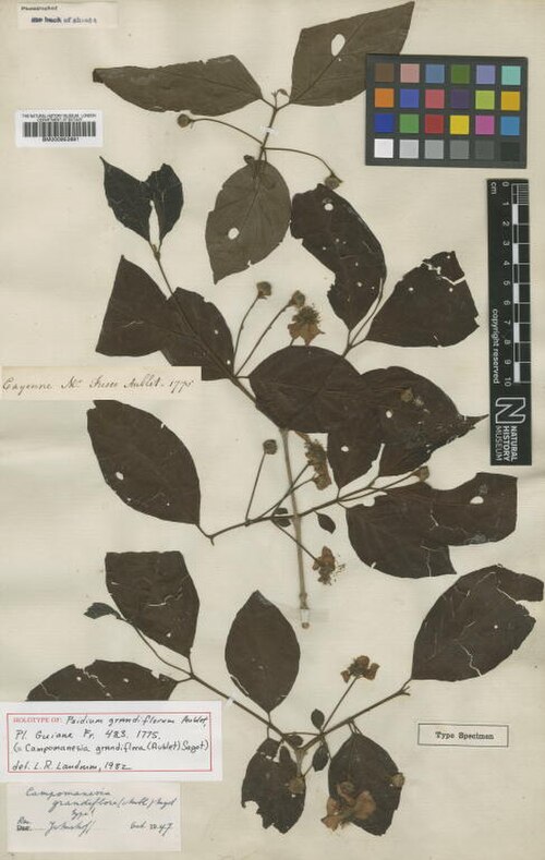 Campomanesia grandiflora: Psidium grandiflorum Aubl. (= Campomanesia grandiflora (Aubl.) Sagot ) - herbier collecté par Aublet en Guyane, conservé au British Museum BM000953691