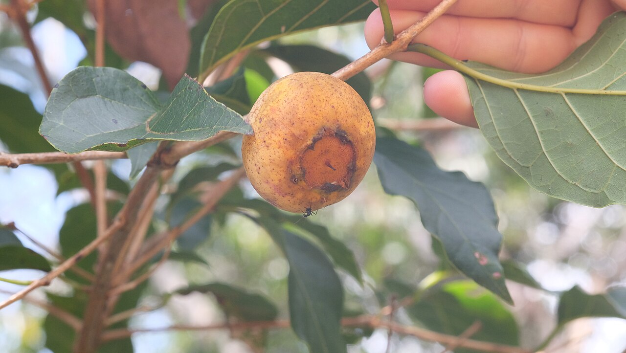 Campomanesia guaviroba: Campomanesia guaviroba, Campo Alegre - State of Santa Catarina, Brazil, 2023-03-24 (iNaturalist).