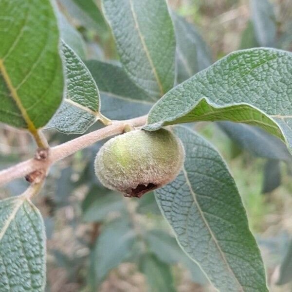 Campomanesia guazumifolia (Campomanesia guazumifolia)