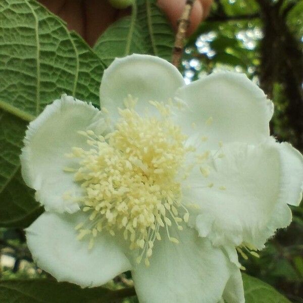 Campomanesia guazumifolia (Campomanesia guazumifolia)