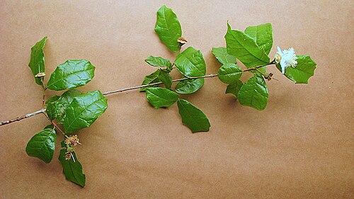 Campomanesia ilhoensis: Campomanesia ilhoensis Mattos