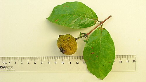 Campomanesia ilhoensis: Campomanesia ilhoensis Mattos