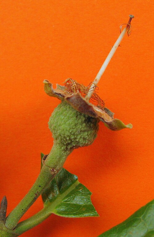 Campomanesia ilhoensis: Campomanesia ilhoensis Mattos