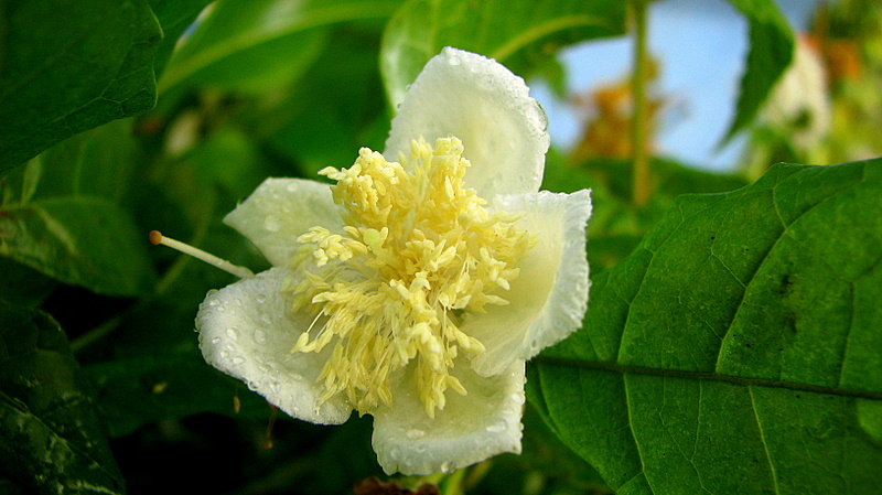Campomanesia ilhoensis: Campomanesia viatoris Landrum
