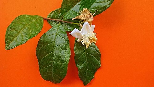 Campomanesia ilhoensis: Campomanesia ilhoensis Mattos