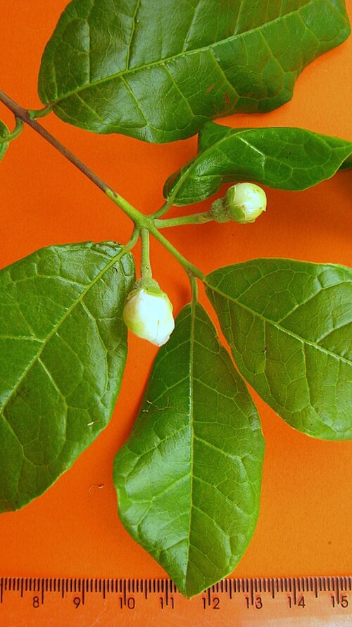 Campomanesia ilhoensis: Campomanesia ilhoensis Mattos