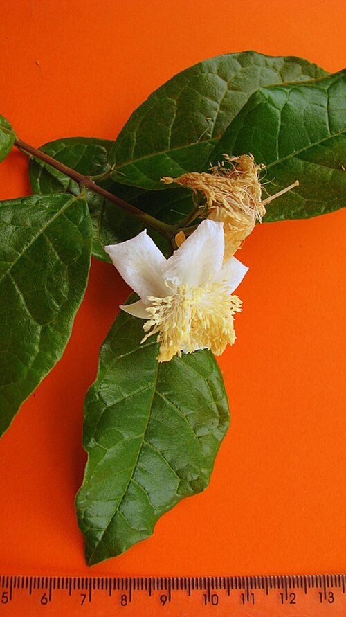 Campomanesia ilhoensis: Campomanesia ilhoensis Mattos