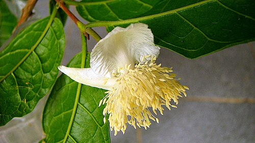 Campomanesia ilhoensis: Campomanesia ilhoensis Mattos