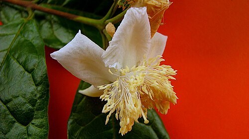 Campomanesia ilhoensis: Campomanesia ilhoensis Mattos