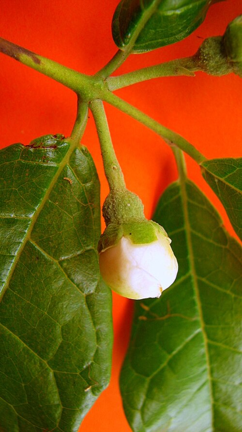 Campomanesia ilhoensis: Campomanesia ilhoensis Mattos