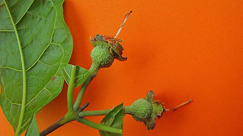 Campomanesia ilhoensis: Campomanesia ilhoensis Mattos