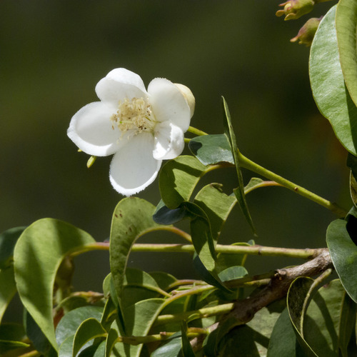 Campomanesia lineatifolia (Campomanesia lineatifolia)
