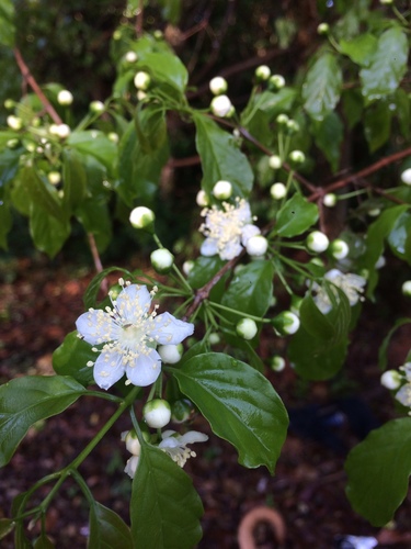 Campomanesia lineatifolia (Campomanesia lineatifolia)