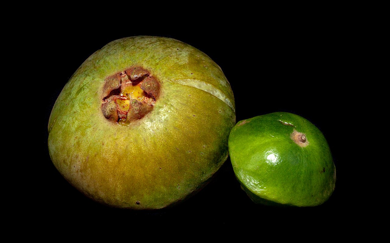 Campomanesia phaea: Fruta do cambuci (Campomanesia phaea): na esquerdaé o fruto maduro e na direita é o fruto verde