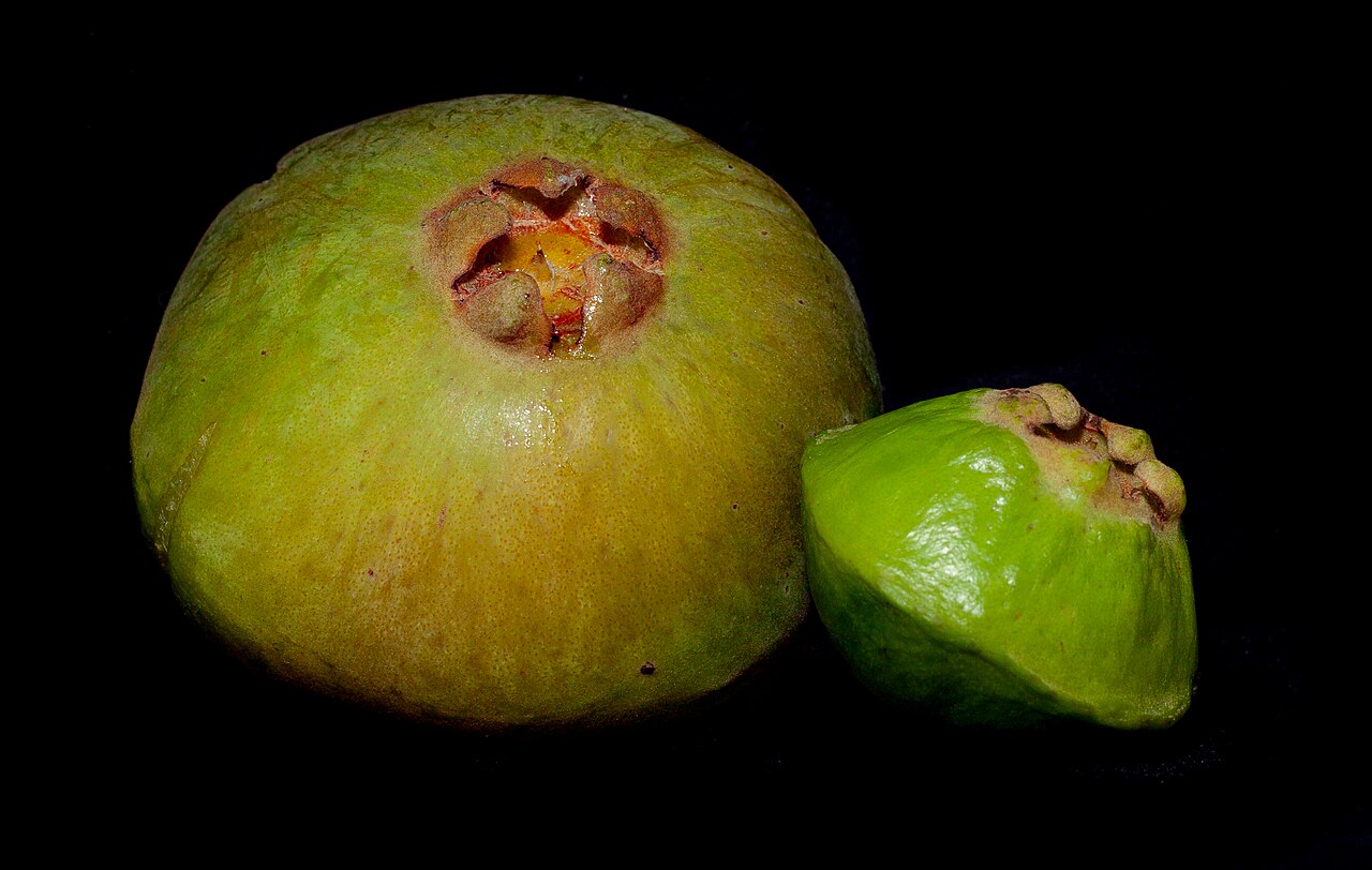 Campomanesia phaea: Fruta do cambuci (Campomanesia phaea): na esquerdaé o fruto maduro e na direita é o fruto verde