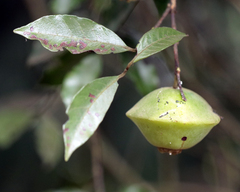 Campomanesia phaea (Campomanesia phaea)