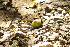 Campomanesia phaea (Campomanesia phaea)