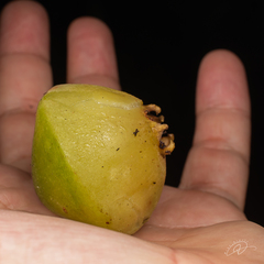 Campomanesia phaea (Campomanesia phaea)