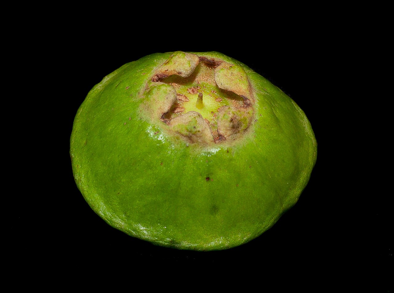 Campomanesia phaea: Fruta do cambuci (Campomanesia phaea) verde