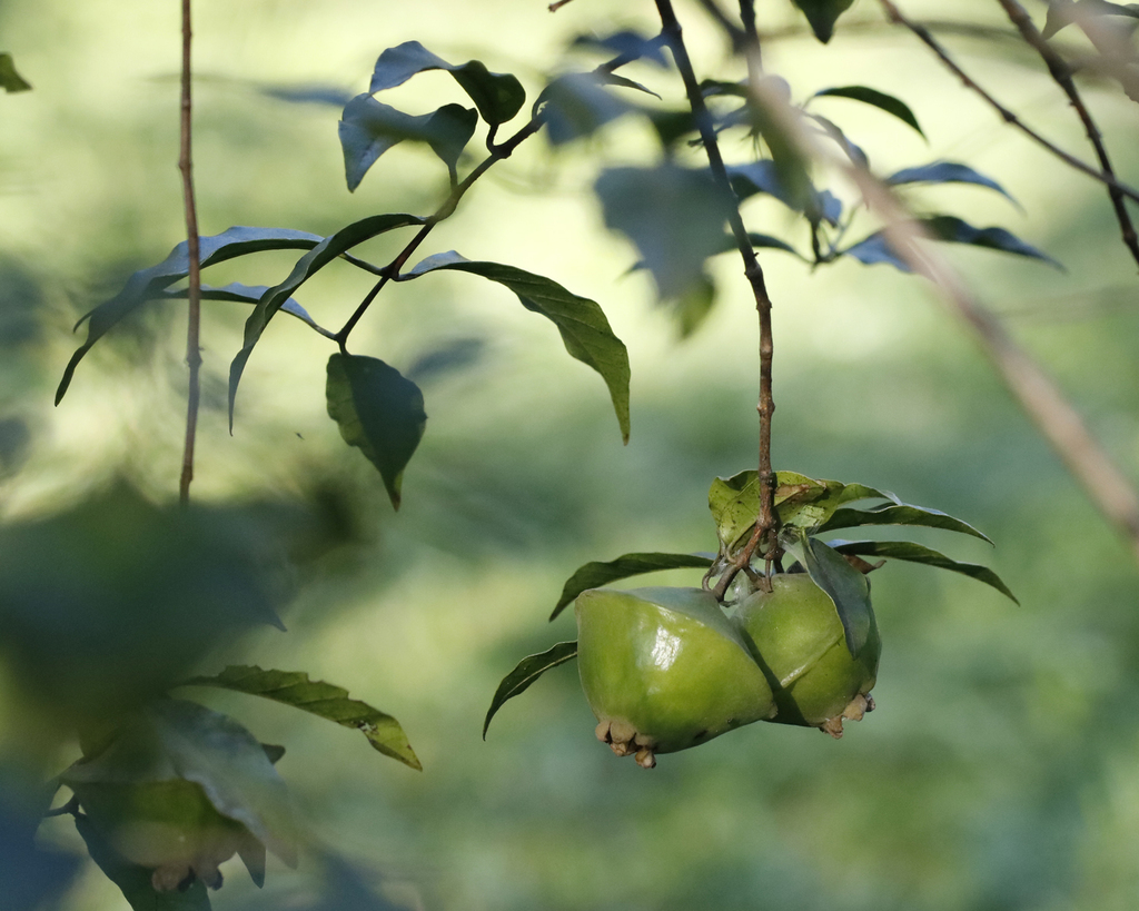 Campomanesia phaea (Campomanesia phaea)
