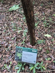 Campomanesia phaea (Campomanesia phaea)