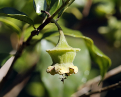 Campomanesia phaea (Campomanesia phaea)