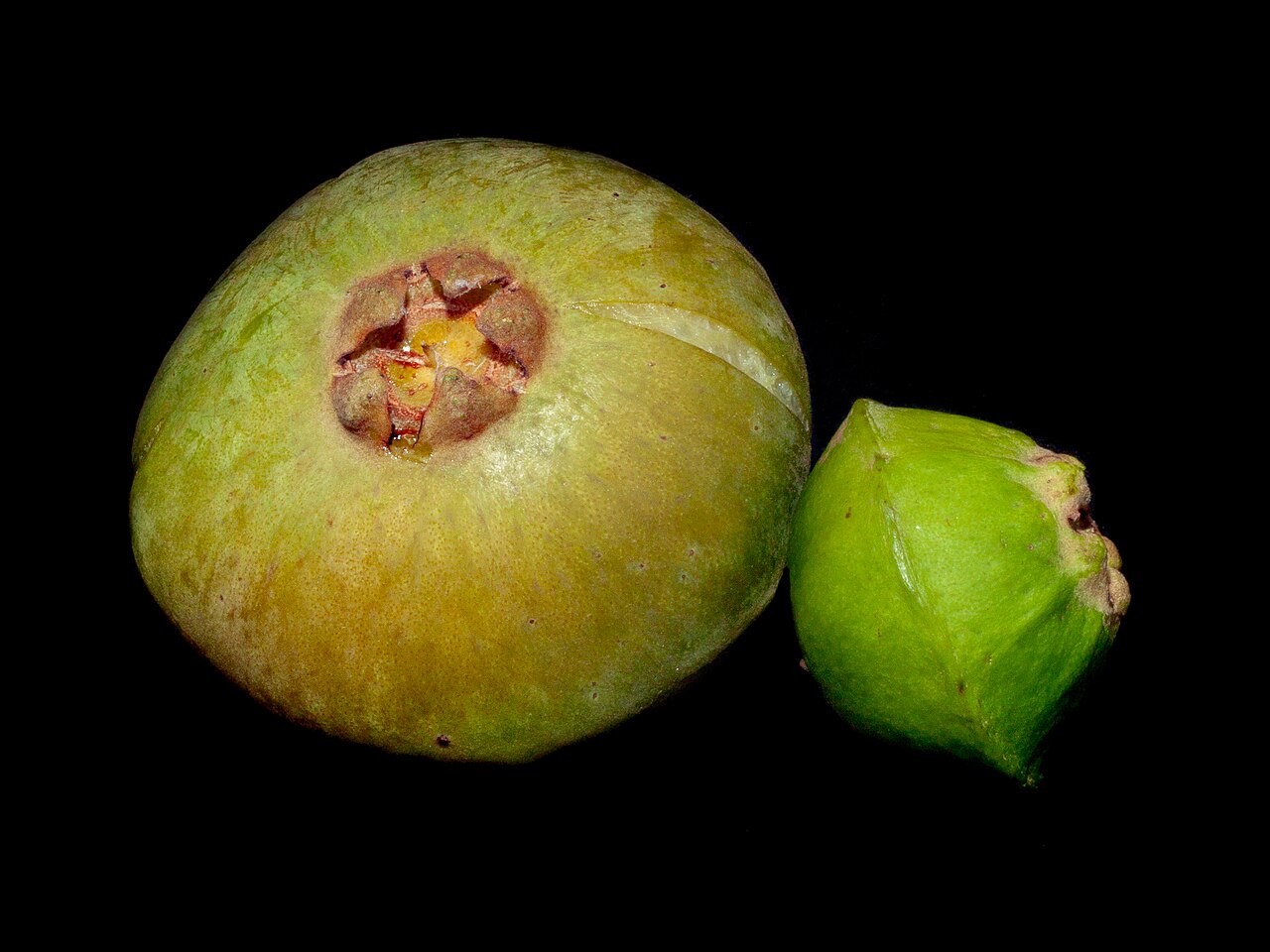 Campomanesia phaea: Fruta do cambuci (Campomanesia phaea): na esquerdaé o fruto maduro e na direita é o fruto verde