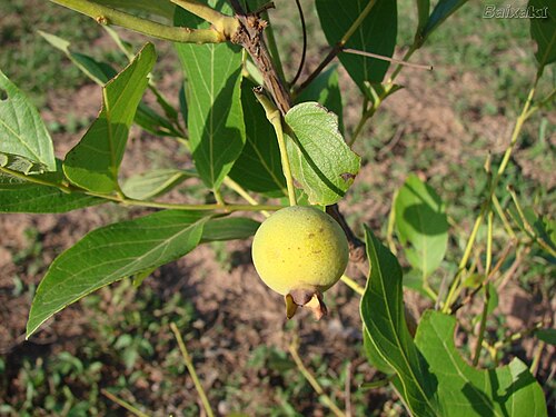 Campomanesia pubescens: Fruto da Guabiroba - Guabiroba, or Gabiroba fruit