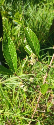 Campomanesia sessiliflora (Campomanesia sessiliflora)