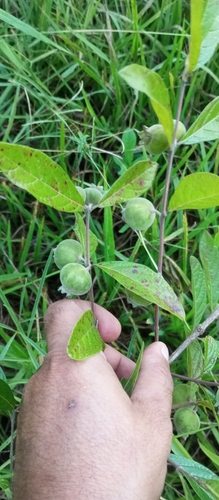 Campomanesia sessiliflora (Campomanesia sessiliflora)