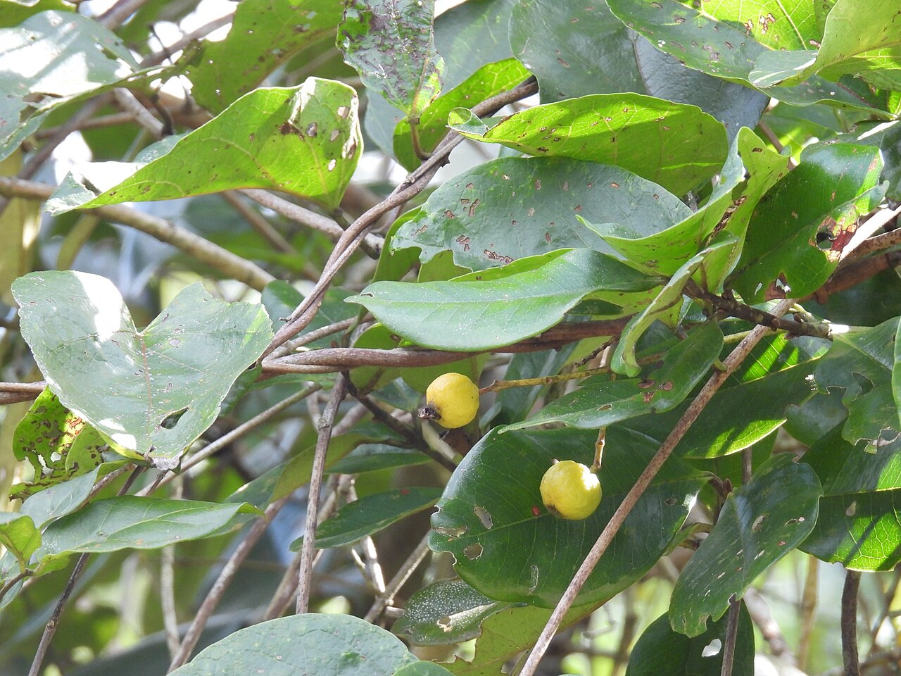 Campomanesia xanthocarpa: Registro de Campomanesia xanthocarpa em Parque Estadual Serra do Mar.