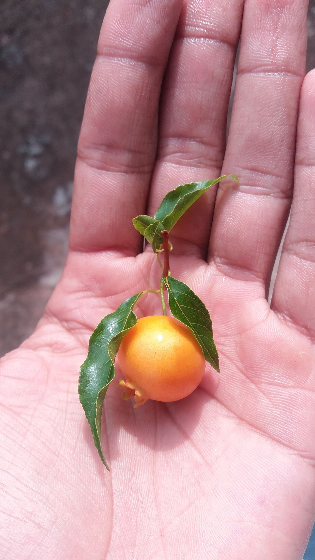 Campomanesia xanthocarpa: Fruit of Campomanesia xanthocarpa O.Berg, a tree species from South America. Photo by Assis-SP / Brazil.