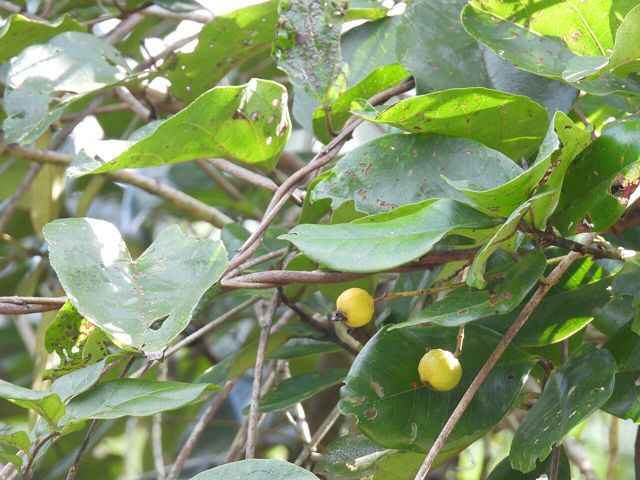 Campomanesia xanthocarpa: Registro de Campomanesia xanthocarpa em Parque Estadual Serra do Mar.