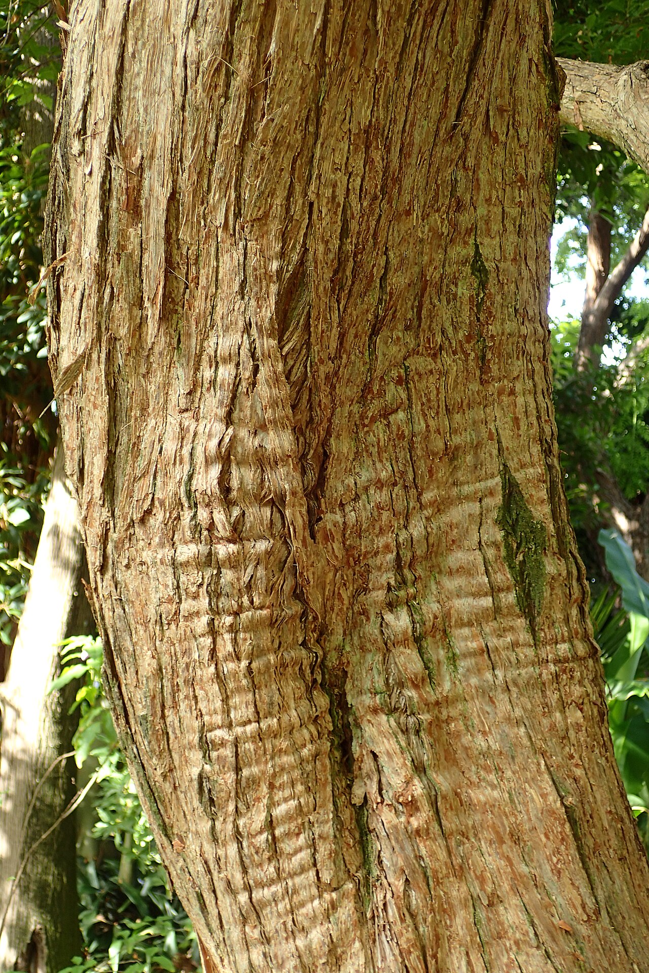 Campomanesia xanthocarpa: Campomanesia xanthocarpa in Jardín de Aclimatación de la Orotava, Tenerife