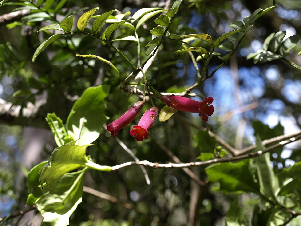 Campsidium valdivianum: Campsidium valdivianum