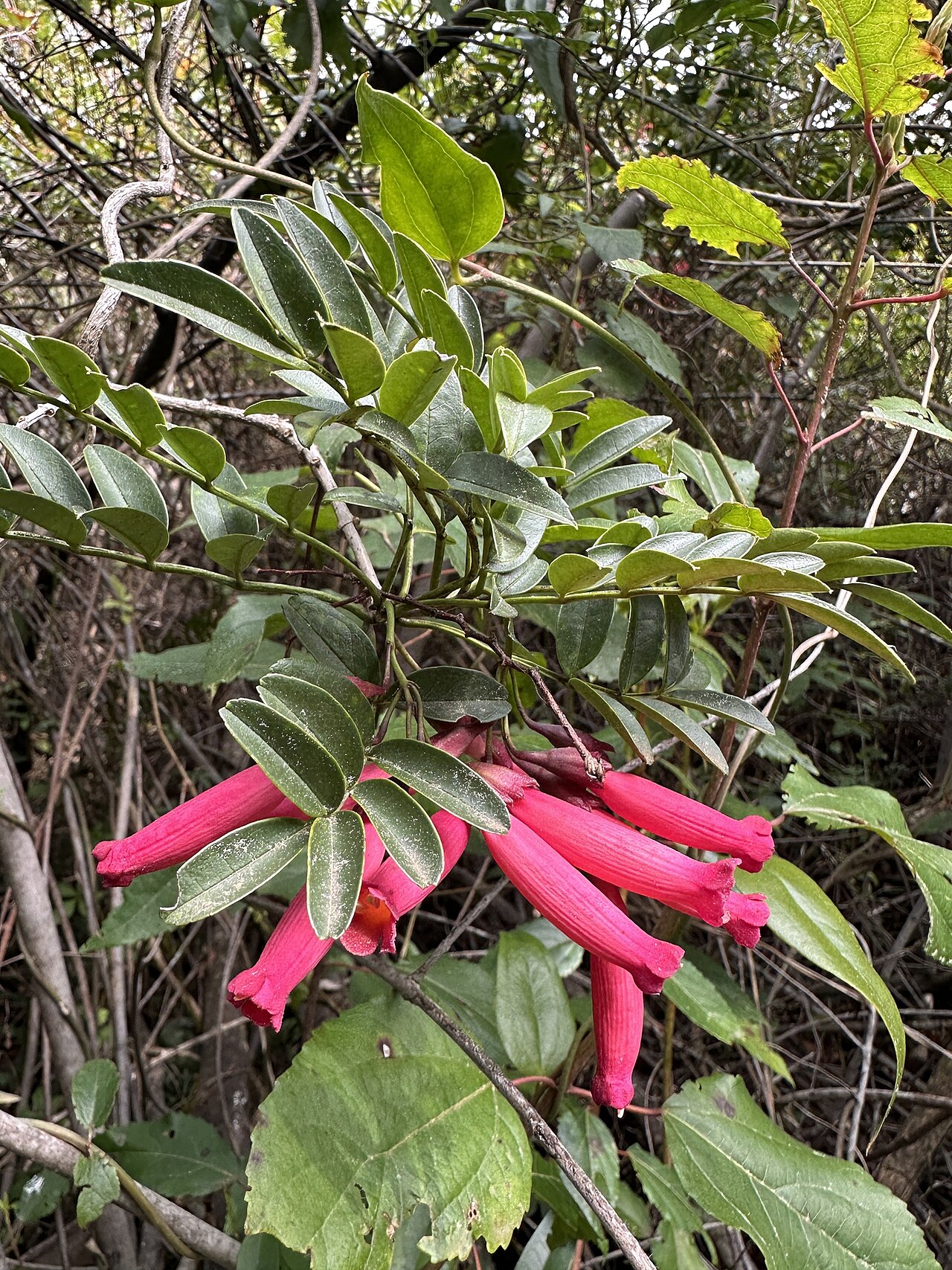 Campsidium valdivianum: Campsidium valdivianum in Chile