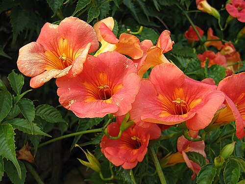 Chinese trumpet vine (Campsis grandiflora)