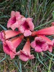Trumpet creeper (Campsis radicans)