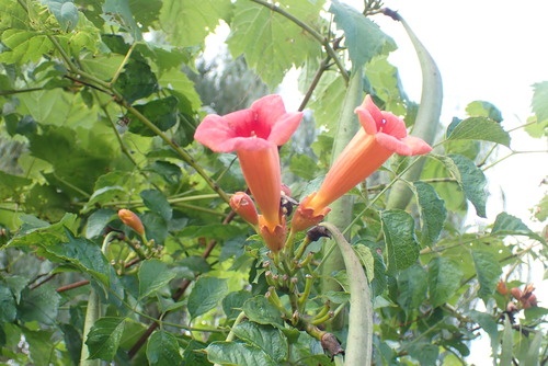 Trumpet creeper (Campsis radicans)