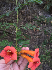 Trumpet creeper (Campsis radicans)