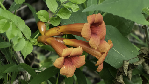 Trumpet creeper (Campsis radicans)