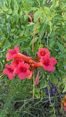 Trumpet creeper (Campsis radicans)